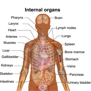 human organ